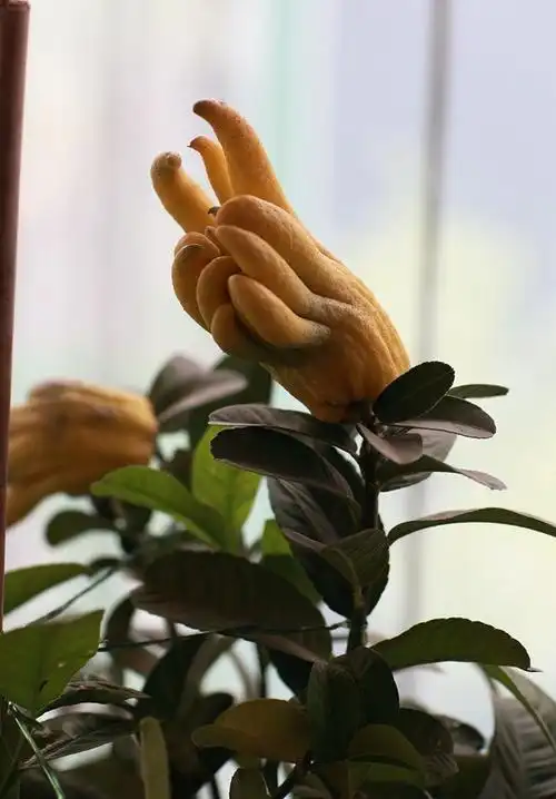 佛手,,,