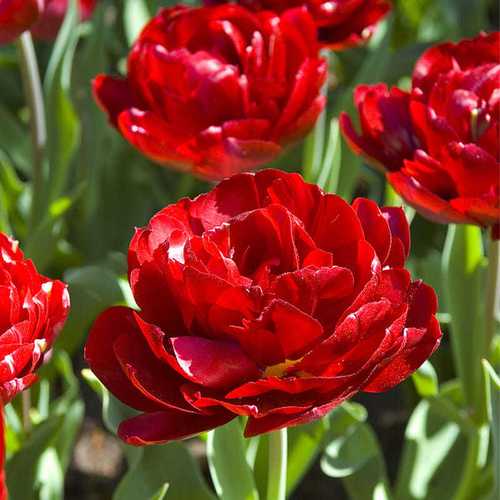 重瓣郁金香种球荷兰进口5度球四季易活阳台盆栽种子百合花卉植物