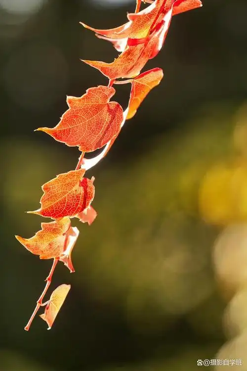 叶子可以这么拍,7个树叶摄影技巧,帮你拍出好看的叶片照片