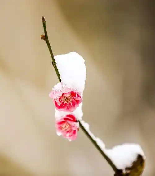 朵梅花绽放在厚厚的积雪之下,傲然挺立在冰雪寒风之中,这正是红梅傲雪