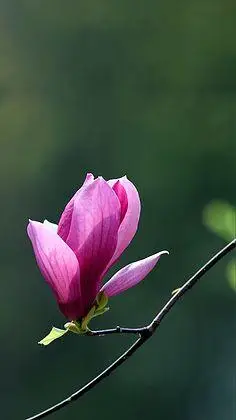 植物花卉唯美图片