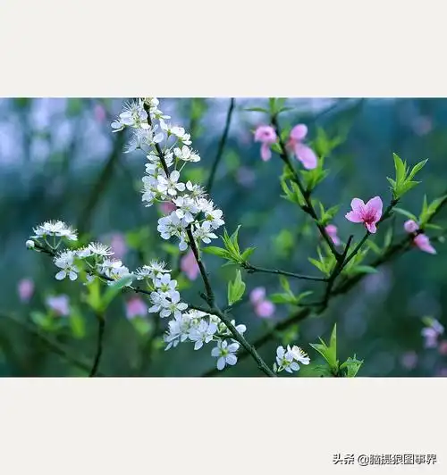 实拍24张春天的花卉照春天花卉图片