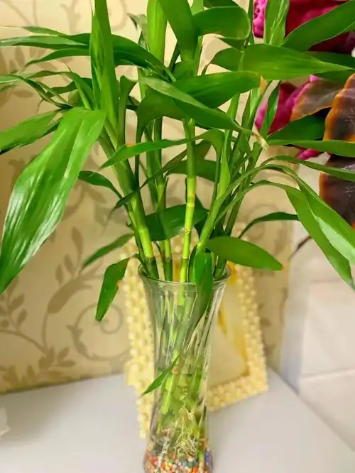 富贵竹水培生根