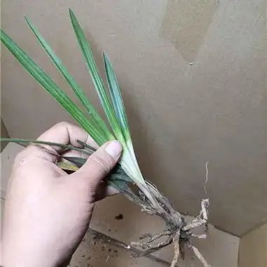 蕙兰鱼肚叶白心草