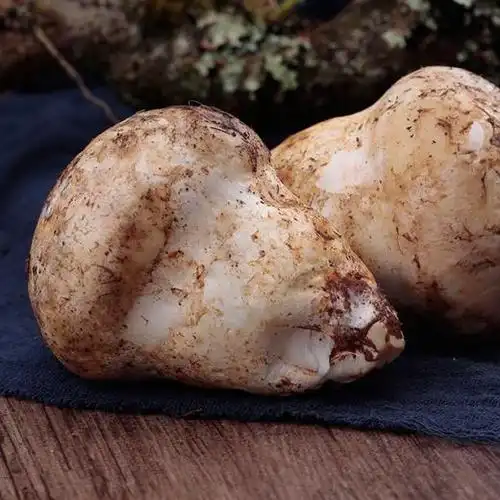 云南特产野生菌老人头500g盒