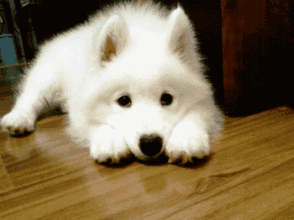 294_220gif 动态图 动图