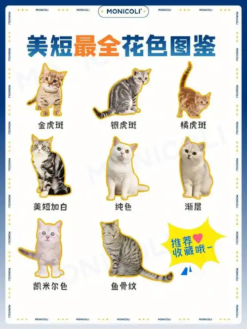 美短  #美短虎斑  #美短加白美短猫是特别常