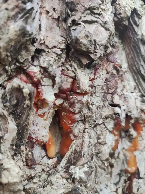 黑松的松油松脂