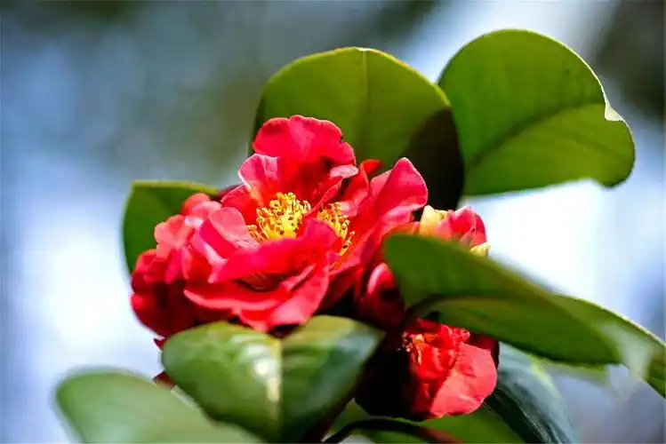 p>茶花新品种 a target="_blank" href="/item/彩叶红露珍/18470988"