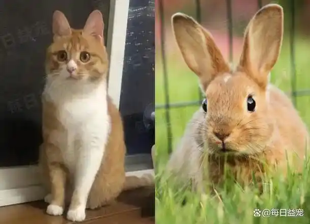 听说"兔兔猫"耳朵特别大,我寻思能有多大?好家伙,这么大!