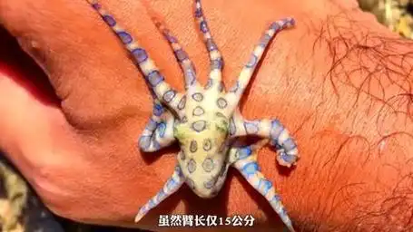 蓝环章鱼的毒性有多强?如果在海边被蓝环章鱼咬伤该怎么办?