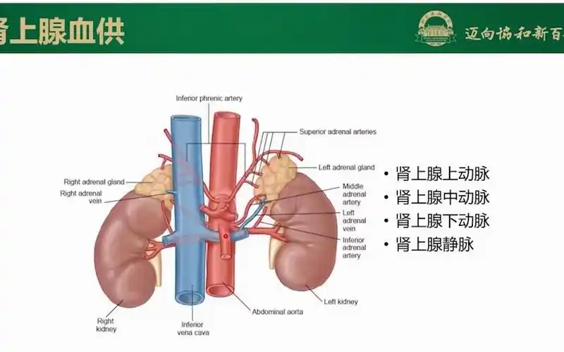 3.正常肾上腺的影像解剖