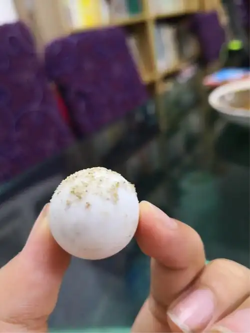 这是一枚完整的甲鱼蛋.