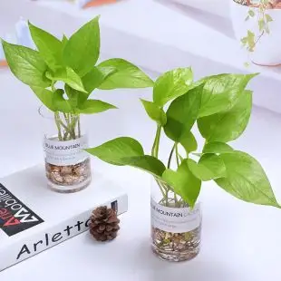 绿萝玻璃水培植物绿植办公室盆栽绿箩玻璃瓶水生室内绿色植物瓶