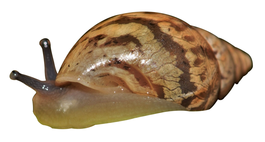 软体带壳的爬行动物蜗牛图片
