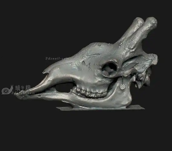 长颈鹿头骨,兽骨头,动物头盖骨,獠牙__3dsnail模型网 - 雕塑3d模型