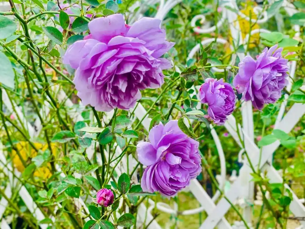 准备淘汰的空蒙棒棒糖 #空蒙月季# 一夏天被我嫌弃的空蒙现在终于正儿