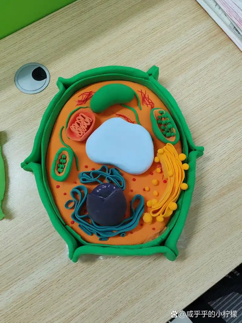 细胞器模型-超轻粘土走起 学生真的太太太心灵手巧了,果然人最有灵气