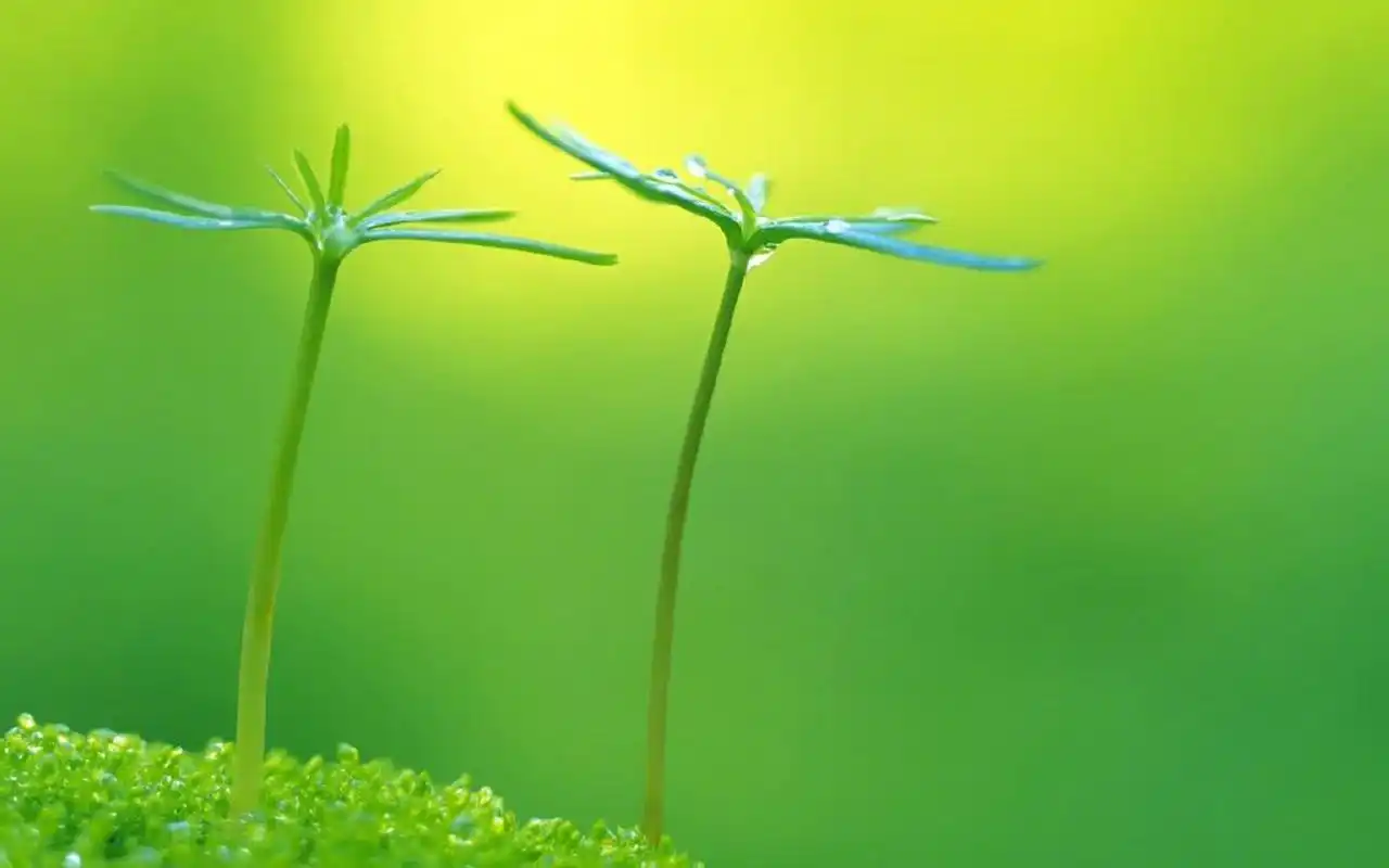 首页 桌面壁纸 绿色护眼植物高清图片电脑壁纸上一张下一张查看原图