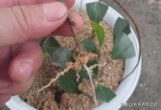 桂花怎么繁殖快