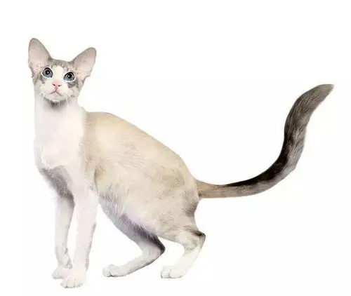 猫猫品种介绍图鉴13期——巴厘猫