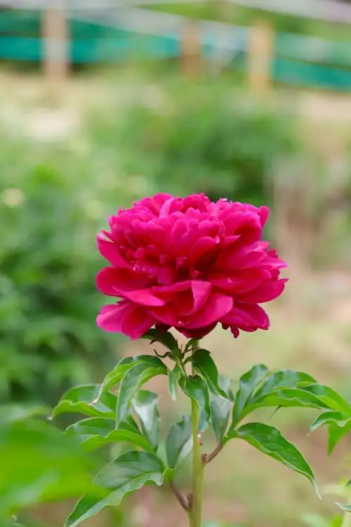 牡丹花很漂亮!雍容华贵!拍摄定格美丽!(相机拍摄)