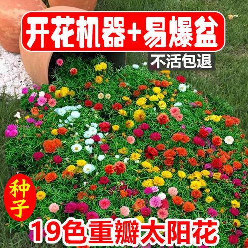 重瓣太阳花种子易活四季开花室外庭院花园冻不死花籽(新)