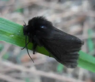 这是什么蛾子?全体黑黑的.