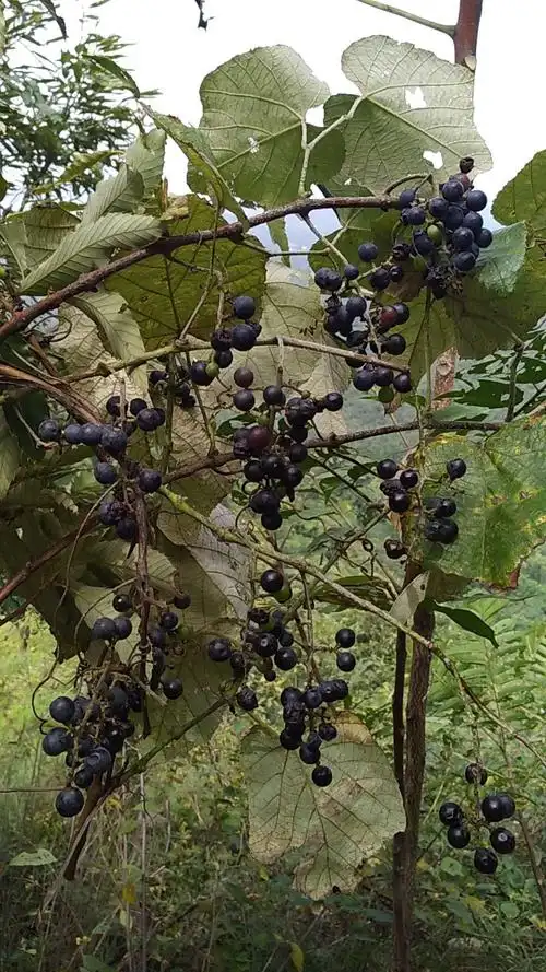 地方特产——野生山葡萄!