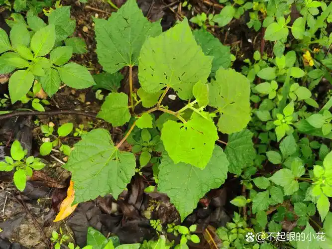 蛇葡萄,别名:蛇白蔹,假葡萄,野葡萄,山葡萄,绿葡萄,见毒消.