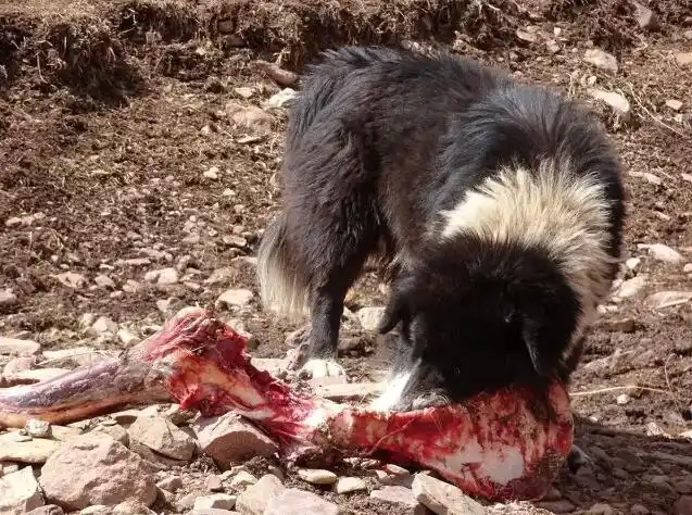 藏獒崩盘,遭殃的还有藏区野生动物
