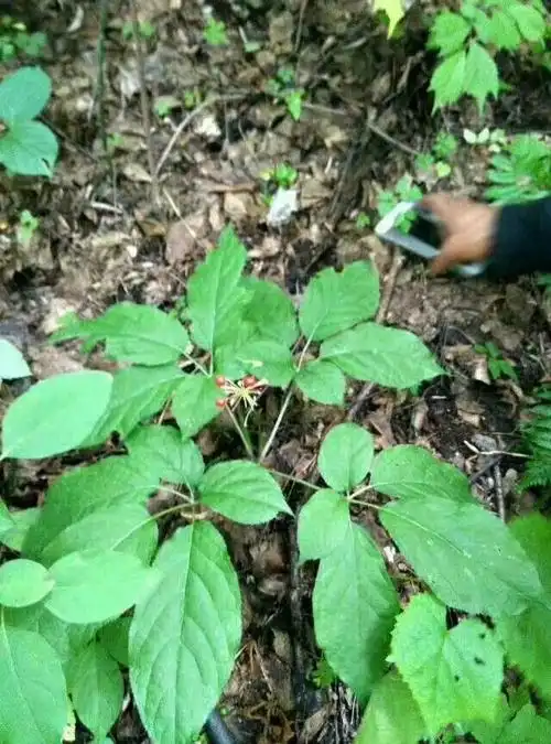 这幅图是野人参叶