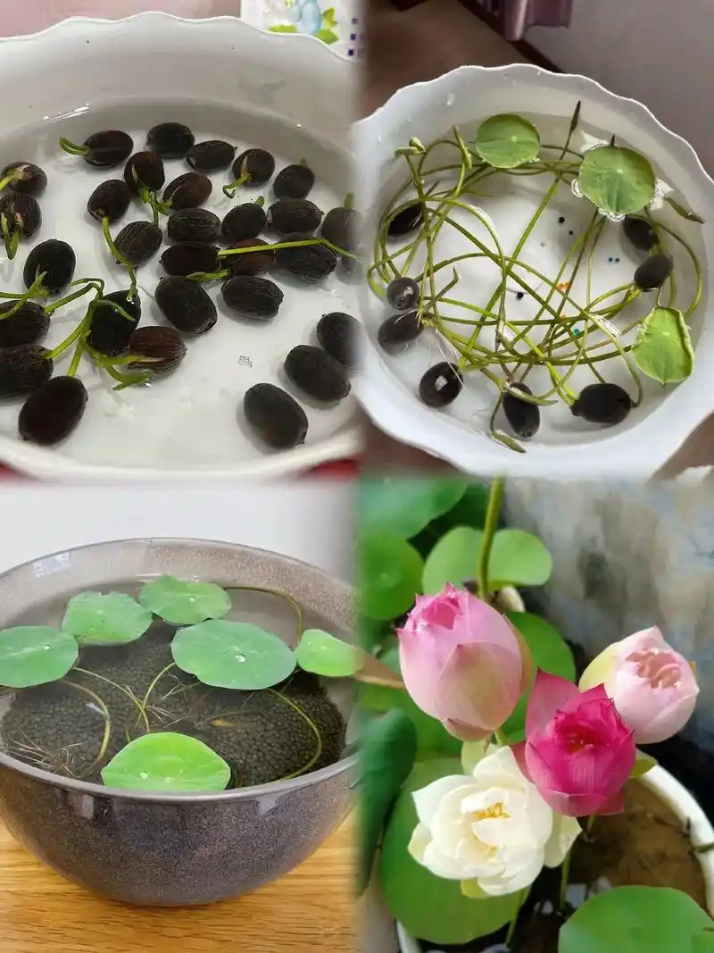 水培碗莲.#抖音图文来了 适合在碗里,茶杯里养的荷花,遇水而 - 抖音