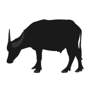 黑色水牛低头剪影