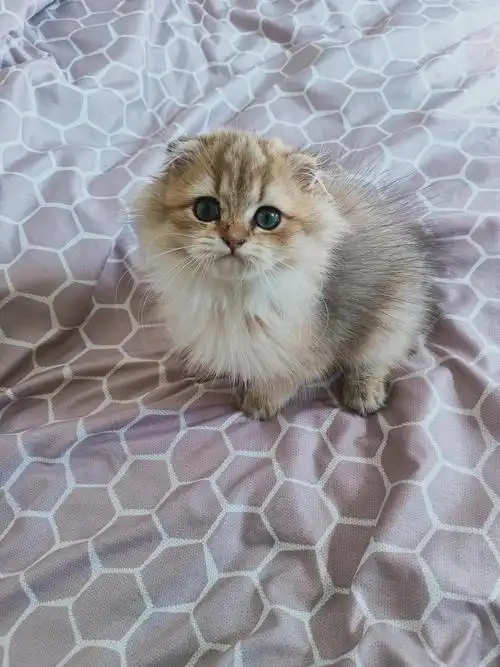 全款2000金渐层长毛