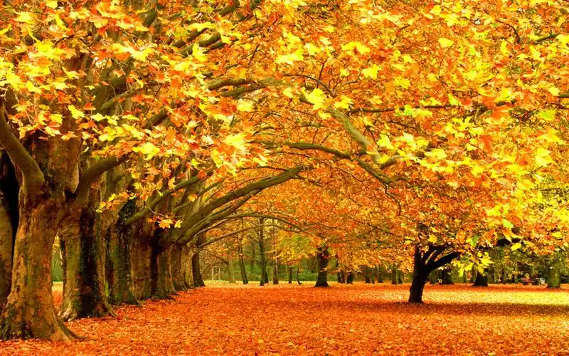 秋季飘落的梧桐叶风景图片桌面壁纸