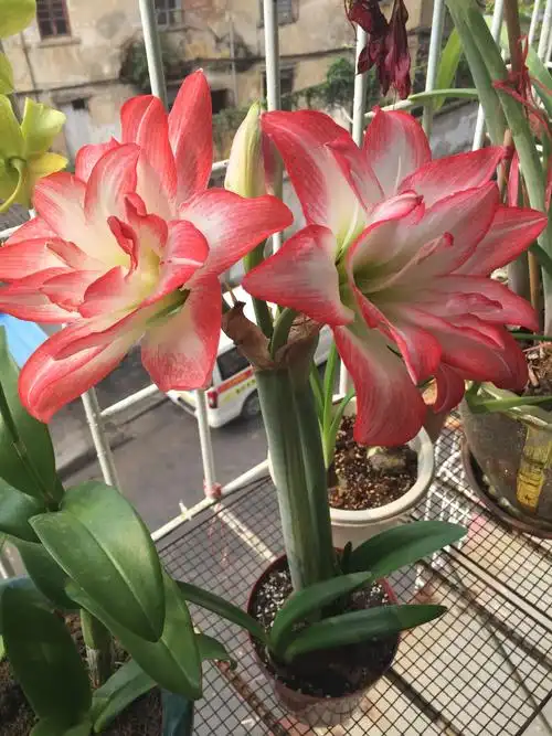 20l9年花开灿烂朱顶红