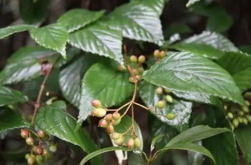 华东山柳播种繁殖方法