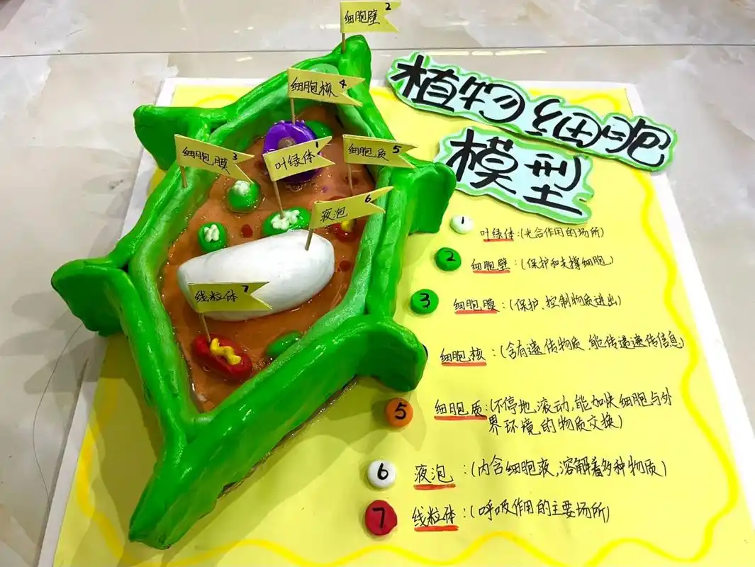 初一生物黏土模型(植物细胞) 就是说毕竟是美术老师,咱不能输 参考了