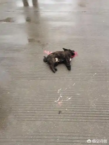 在高速路上撞死狗,是应该停车报警还是继续行驶不用理会?