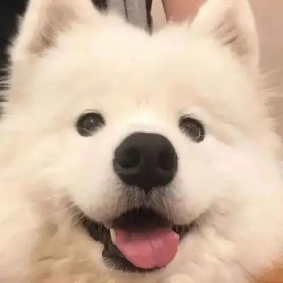 萨摩耶头像 高清超萌可爱的萨摩耶微信头像图片_动物头像_美头网