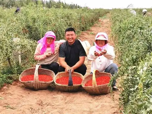 吴忠市同心县:"绿色银行"里采摘火红光阴_枸杞