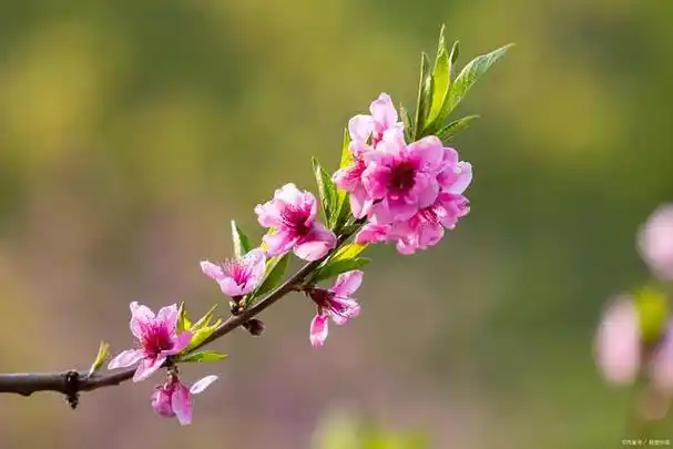 桃花,开花时颜色粉嫩鲜艳,热情奔放,深受人们喜爱.