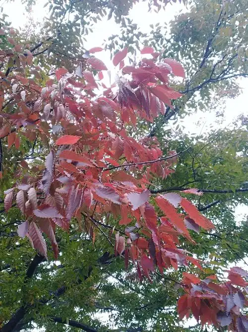 光叶榉紫叶迎秋!