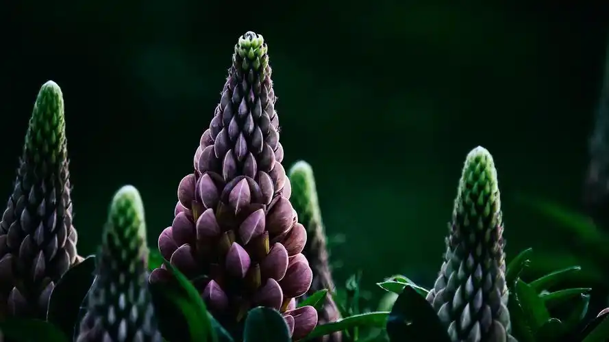 唯美的微距摄影图片高清宽屏桌面壁纸