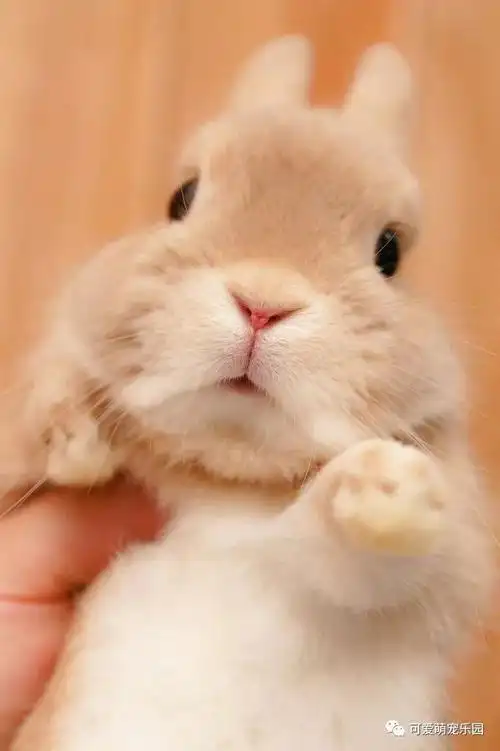 可爱萌兔兔秀出自我霸道龙猫实力抢镜