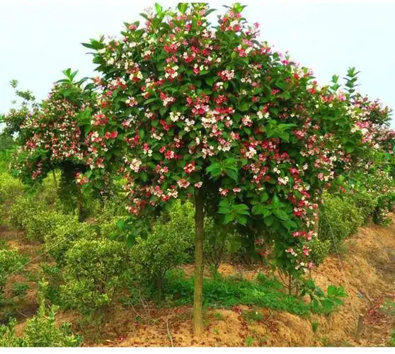 五彩锦带花树苗庭院绿化花卉盆栽树苗四季植物红王子锦带花苗带花树状