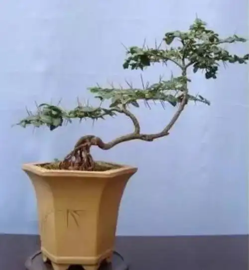 虎刺梅秋季应多少天抓一次肥(精巧玲珑的虎刺盆景) - 青木春