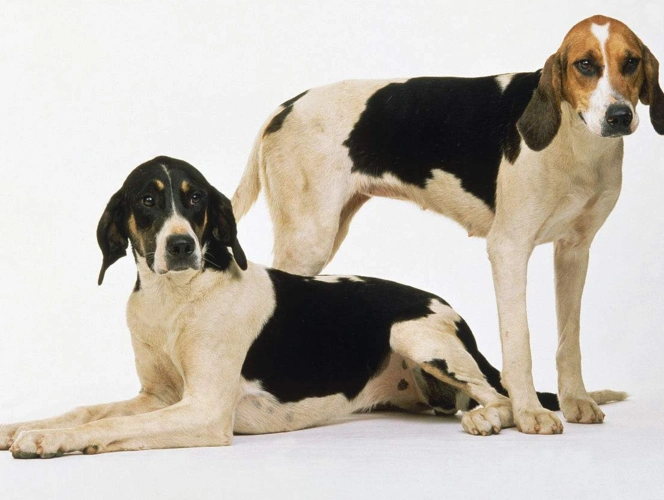 英国猎狐犬聪不聪明