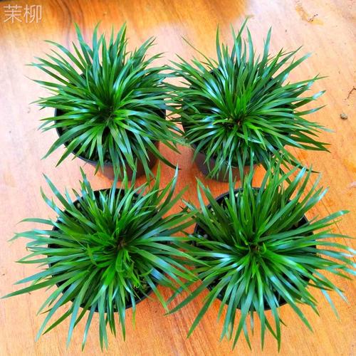 迷你菖蒲盆景金钱黄金姬虎须贵船苔菖蒲草水培附石菖蒲苗花盆中药